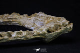 20560 - Museum Grade 8.50 Inch Elasmosaurus (Zarafasaura oceanis) Complete Jaw Bone Cretaceous