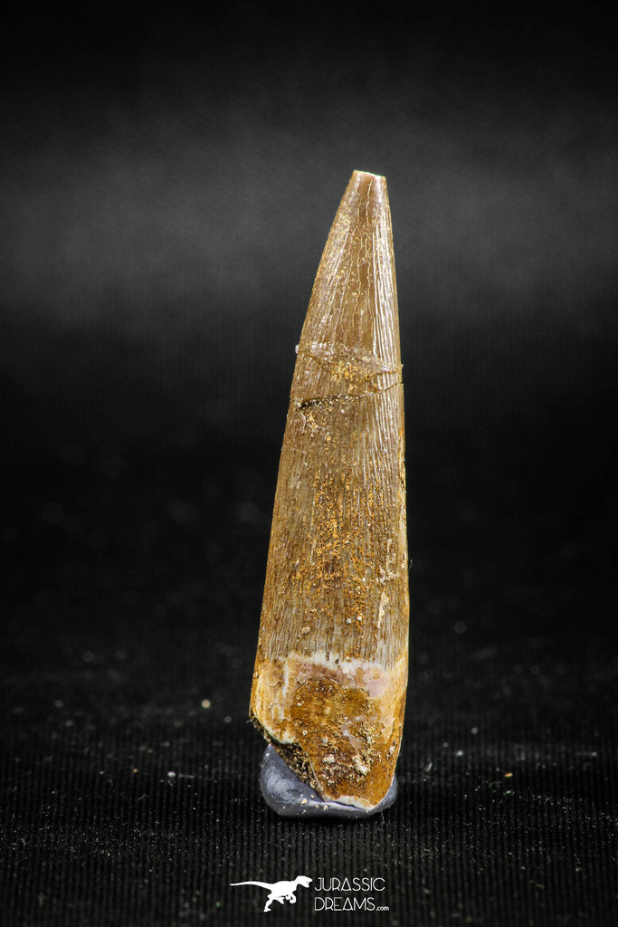 04968 - Nicely Preserved 1.73 Inch Partially Rooted Elasmosaur (Zarafasaura oceanis) Tooth