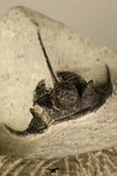 30684 - Well Prepared 1.29 Inch Cyphaspis (Otarion) cf. boutscharafinense Devonian Trilobite