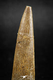 04968 - Nicely Preserved 1.73 Inch Partially Rooted Elasmosaur (Zarafasaura oceanis) Tooth