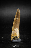 04968 - Nicely Preserved 1.73 Inch Partially Rooted Elasmosaur (Zarafasaura oceanis) Tooth