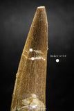 04968 - Nicely Preserved 1.73 Inch Partially Rooted Elasmosaur (Zarafasaura oceanis) Tooth