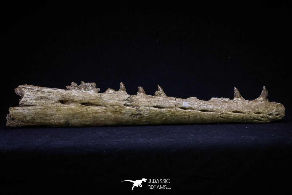 20561 - Great 11.18 Inch Halisaurus arambourgi (Mosasaur) Right Hemi-Jaw Late Cretaceous