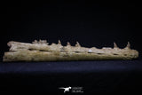 20561 - Great 11.18 Inch Halisaurus arambourgi (Mosasaur) Right Hemi-Jaw Late Cretaceous