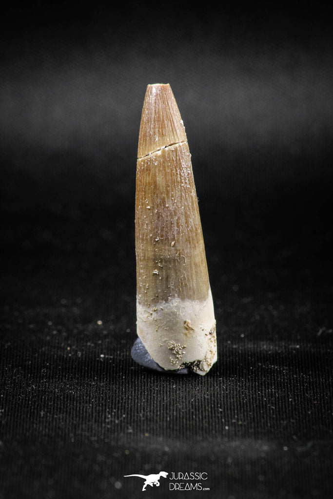 04969 - Collector Grade 1.73 Inch Partially Rooted Elasmosaur (Zarafasaura oceanis) Tooth