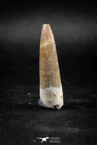 04969 - Collector Grade 1.73 Inch Partially Rooted Elasmosaur (Zarafasaura oceanis) Tooth