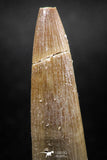 04969 - Collector Grade 1.73 Inch Partially Rooted Elasmosaur (Zarafasaura oceanis) Tooth