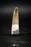 04969 - Collector Grade 1.73 Inch Partially Rooted Elasmosaur (Zarafasaura oceanis) Tooth