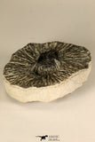 30685 - Well Prepared 1.05 Inch Leonaspis sp Middle Devonian Trilobite