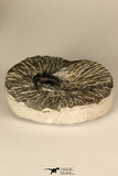 30685 - Well Prepared 1.05 Inch Leonaspis sp Middle Devonian Trilobite