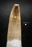 04969 - Collector Grade 1.73 Inch Partially Rooted Elasmosaur (Zarafasaura oceanis) Tooth