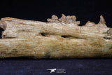 20561 - Great 11.18 Inch Halisaurus arambourgi (Mosasaur) Right Hemi-Jaw Late Cretaceous