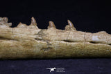 20561 - Great 11.18 Inch Halisaurus arambourgi (Mosasaur) Right Hemi-Jaw Late Cretaceous