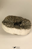 30685 - Well Prepared 1.05 Inch Leonaspis sp Middle Devonian Trilobite