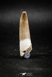 04969 - Collector Grade 1.73 Inch Partially Rooted Elasmosaur (Zarafasaura oceanis) Tooth