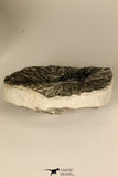 30685 - Well Prepared 1.05 Inch Leonaspis sp Middle Devonian Trilobite