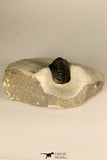 30686 - Top Beautiful 1.14 Inch Cornuproetus sp Middle Devonian Trilobite