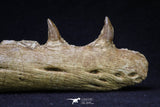 20561 - Great 11.18 Inch Halisaurus arambourgi (Mosasaur) Right Hemi-Jaw Late Cretaceous
