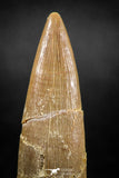 04970 - Collector Grade 1.84 Inch Partially Rooted Elasmosaur (Zarafasaura oceanis) Tooth