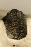 30686 - Top Beautiful 1.14 Inch Cornuproetus sp Middle Devonian Trilobite