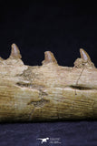 20561 - Great 11.18 Inch Halisaurus arambourgi (Mosasaur) Right Hemi-Jaw Late Cretaceous