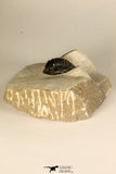 30686 - Top Beautiful 1.14 Inch Cornuproetus sp Middle Devonian Trilobite