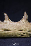 20561 - Great 11.18 Inch Halisaurus arambourgi (Mosasaur) Right Hemi-Jaw Late Cretaceous