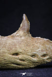 20561 - Great 11.18 Inch Halisaurus arambourgi (Mosasaur) Right Hemi-Jaw Late Cretaceous