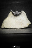 22027 - Outstanding 1.89 Inch Kettneraspis prescheri (Long Occipital Horn) Lower Devonian Trilobite