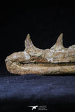 20561 - Great 11.18 Inch Halisaurus arambourgi (Mosasaur) Right Hemi-Jaw Late Cretaceous