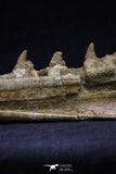 20561 - Great 11.18 Inch Halisaurus arambourgi (Mosasaur) Right Hemi-Jaw Late Cretaceous