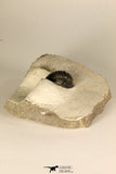30686 - Top Beautiful 1.14 Inch Cornuproetus sp Middle Devonian Trilobite