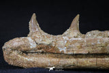 20561 - Great 11.18 Inch Halisaurus arambourgi (Mosasaur) Right Hemi-Jaw Late Cretaceous