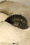 30686 - Top Beautiful 1.14 Inch Cornuproetus sp Middle Devonian Trilobite