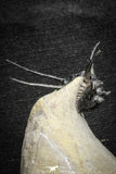 22027 - Outstanding 1.89 Inch Kettneraspis prescheri (Long Occipital Horn) Lower Devonian Trilobite