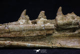 20561 - Great 11.18 Inch Halisaurus arambourgi (Mosasaur) Right Hemi-Jaw Late Cretaceous