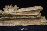 20561 - Great 11.18 Inch Halisaurus arambourgi (Mosasaur) Right Hemi-Jaw Late Cretaceous