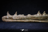 20561 - Great 11.18 Inch Halisaurus arambourgi (Mosasaur) Right Hemi-Jaw Late Cretaceous