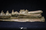 20561 - Great 11.18 Inch Halisaurus arambourgi (Mosasaur) Right Hemi-Jaw Late Cretaceous