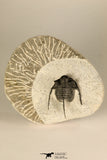 30725 - Beautiful 1.36 Inch Cyphaspis (Otarion) cf. boutscharafinense Devonian Trilobite