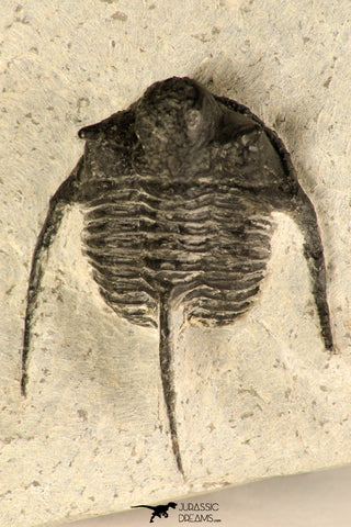 30725 - Beautiful 1.36 Inch Cyphaspis (Otarion) cf. boutscharafinense Devonian Trilobite