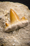 07773 - Premium Quality 0.81 Inch Cretolamna maroccana (mackerel shark) Tooth in Matrix