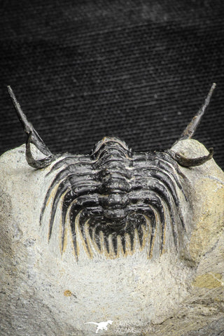 22027 - Outstanding 1.89 Inch Kettneraspis prescheri (Long Occipital Horn) Lower Devonian Trilobite