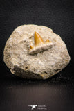 07773 - Premium Quality 0.81 Inch Cretolamna maroccana (mackerel shark) Tooth in Matrix