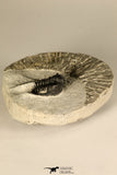 30725 - Beautiful 1.36 Inch Cyphaspis (Otarion) cf. boutscharafinense Devonian Trilobite