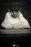 22027 - Outstanding 1.89 Inch Kettneraspis prescheri (Long Occipital Horn) Lower Devonian Trilobite