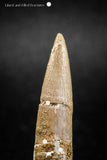 04972 - Restored 1.61 Inch Elasmosaur (Zarafasaura oceanis) Tooth