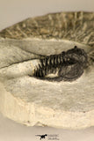 30725 - Beautiful 1.36 Inch Cyphaspis (Otarion) cf. boutscharafinense Devonian Trilobite
