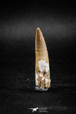 04972 - Restored 1.61 Inch Elasmosaur (Zarafasaura oceanis) Tooth