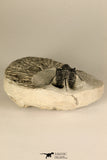 30725 - Beautiful 1.36 Inch Cyphaspis (Otarion) cf. boutscharafinense Devonian Trilobite